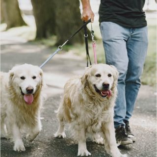 Walking - Image 2