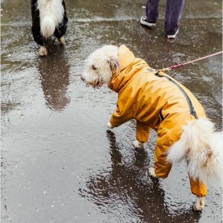 Walking - Image 3
